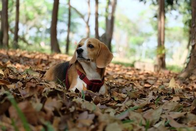 Dog on dry leaves on land