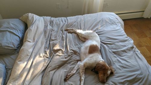 Close-up of dog relaxing on bed at home