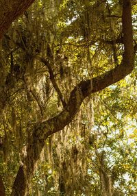 Low angle view of trees in forest