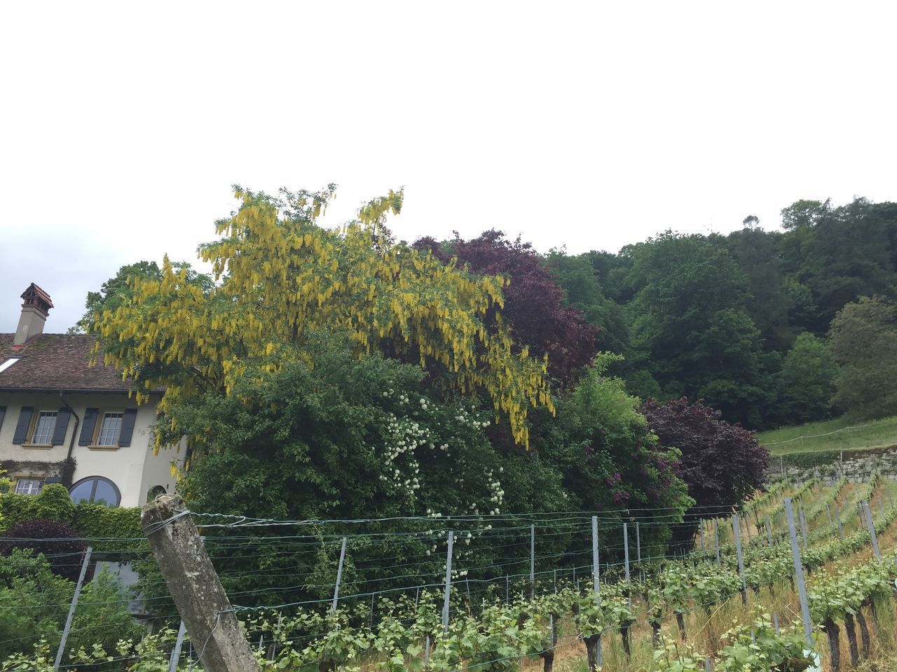 PLANTS AND TREES BY BUILDING AGAINST SKY