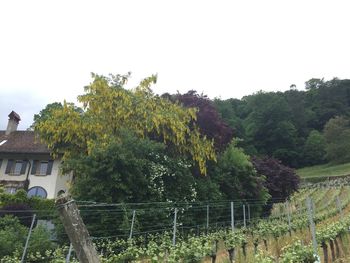 Trees and plants by building against sky