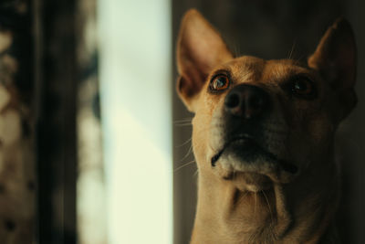 Close-up of a dog looking away