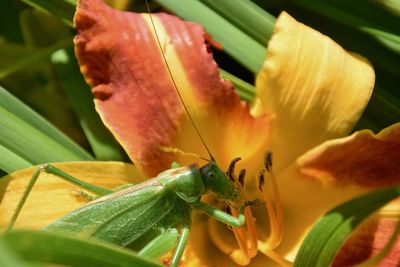 Close-up of insect on flower