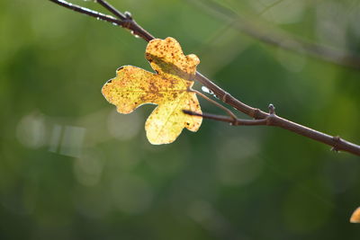 Close-up of leaf