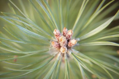 Close-up of flowering plant