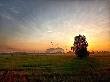 Scenic view of field against sky during sunset