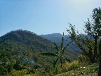 Plants growing on mountain against clear sky