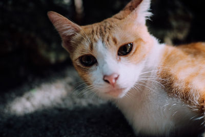 Close-up portrait of cat