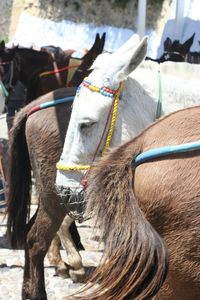 Close-up of donkeys
