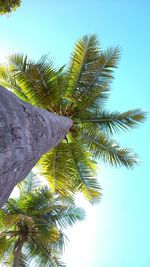 Low angle view of palm tree against clear sky