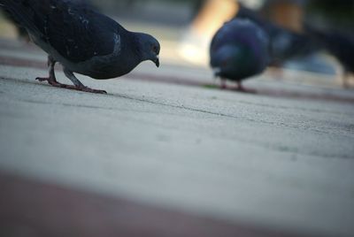 Close-up of bird perching outdoors