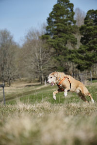 Dog running in a field