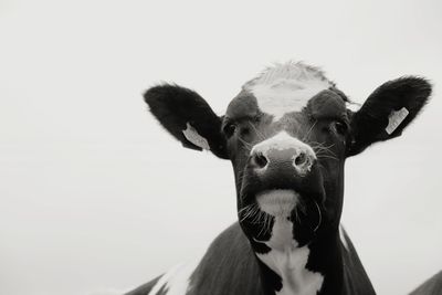 Close-up portrait of a horse against clear sky