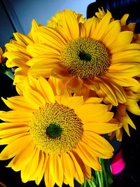 Close-up of sunflower