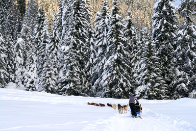 Sled dog in motion on snow covered landscape