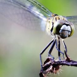 Close-up of insect on flower