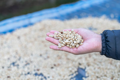 Farmers sort rotten and fresh coffee beans before drying. traditional coffee-making process. 