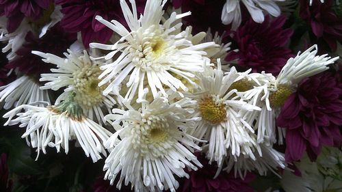 Close-up of dahlia blooming outdoors