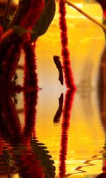 Close-up of tree reflection in lake during sunset