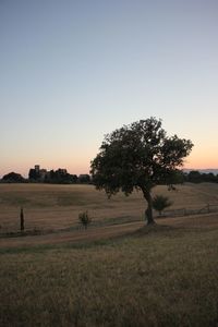 Trees on field against clear sky during sunset