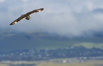 Low angle view of eagle flying in sky