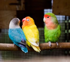 Close-up of parrot perching