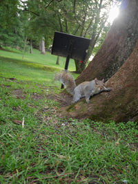 View of squirrel on tree trunk