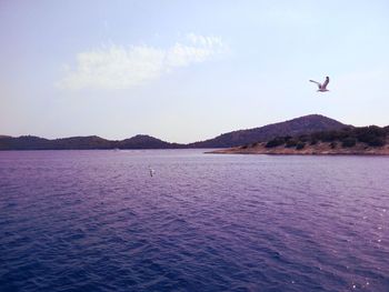 Bird flying over sea