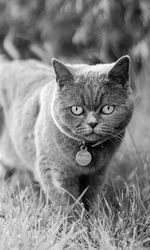 Close-up portrait of a cat