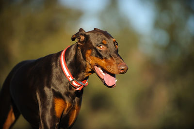 Portrait of brown doberman pinscher