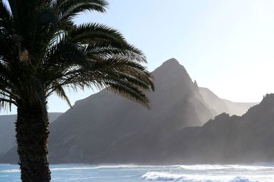 Palm trees by sea against clear sky