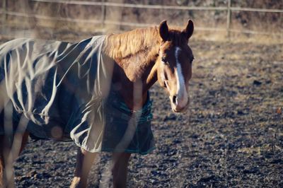 Horse standing on field