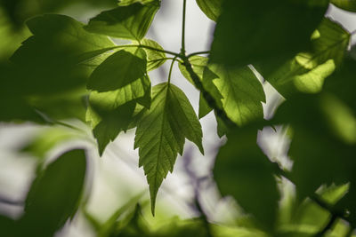 Close-up of leaves against blurred background
