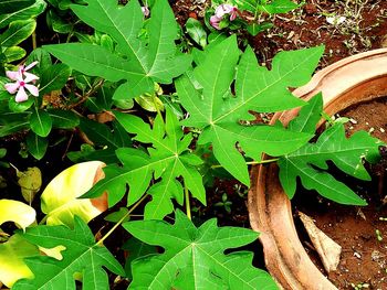 Close-up of fresh green plant