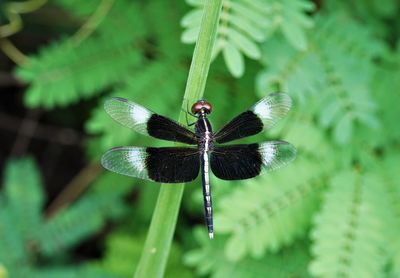 Close-up of butterfly on plant