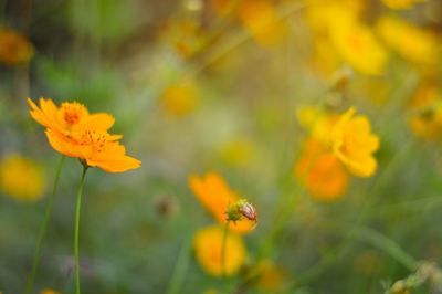 Close-up of yellow flowering plant