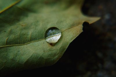 Close-up of snail