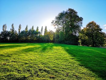 Scenic view of trees on field against clear sky