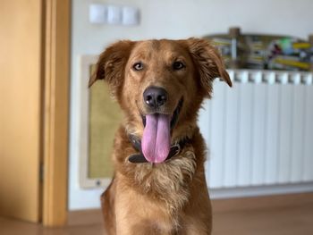 Portrait of dog at home