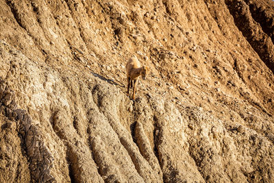 High angle view of insect on rock