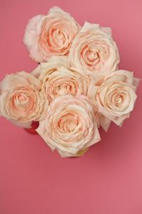 Close-up of pink flowers on table