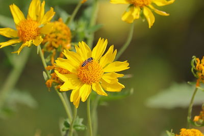 Wild honey bee on yellow flower in forest