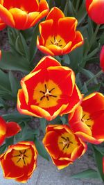 High angle view of orange flowering plants