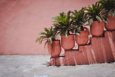 Potted plant against wall