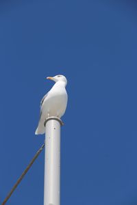 Low angle view of seagull perching against clear blue sky