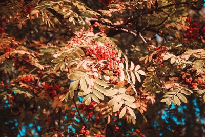 Close-up of flower tree