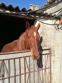 Horse in stable