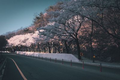 Road by trees against sky during winter