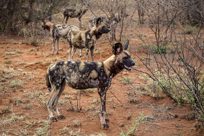 Hyena in forest