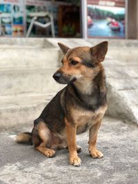 Guarding puppy